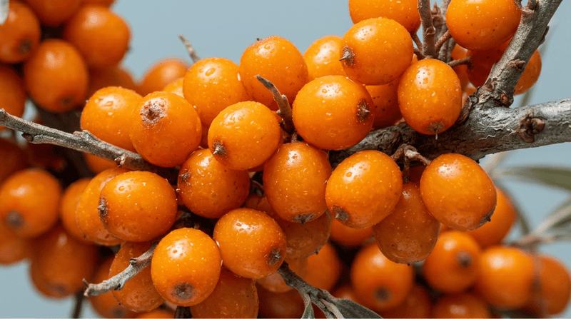 Sea Buckthorn